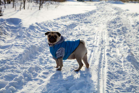Dog on snow-covered road in winter. Pug dressed in blue overalls. Bright frosty winter day in the countryside.の写真素材