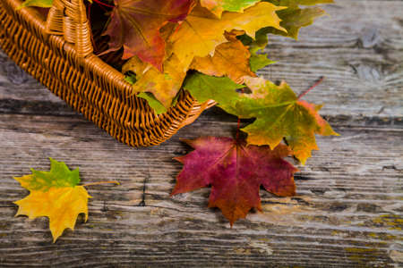 Autumn maple leaves in the basket on an old wooden backgroundの写真素材