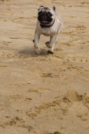 Dog pug walks on the sandy beach near the river.の写真素材