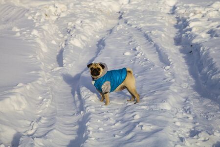 Dog on snow-covered road in winter. Pug dressed in blue overalls. Bright frosty winter day in the countryside.の写真素材