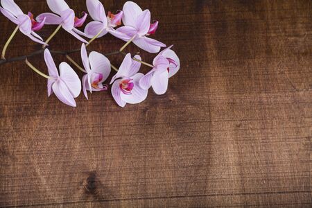 Orchid (Phalaenopsis) on a wooden table, top view. Beautiful background for your design.の写真素材