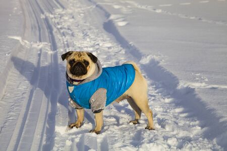 Dog on snow-covered road in winter. Pug dressed in blue overalls. Bright frosty winter day in the countryside.の写真素材
