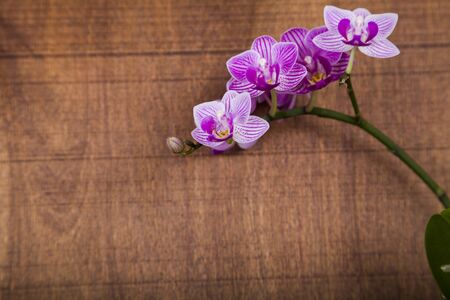 Orchid (Phalaenopsis) on a wooden table, top view. Beautiful background for your design.の写真素材