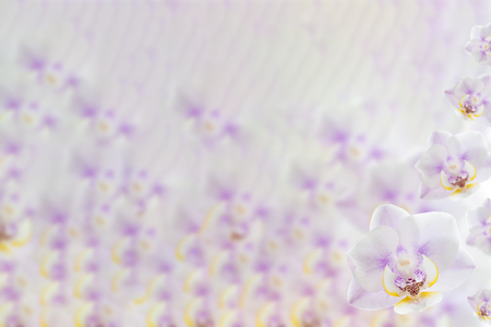 Abstract floral background. Beautiful background with pink orchids.の写真素材