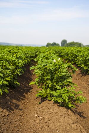 Potato field on a sunny summer day. Agriculture, cultivation of vegetables.の写真素材