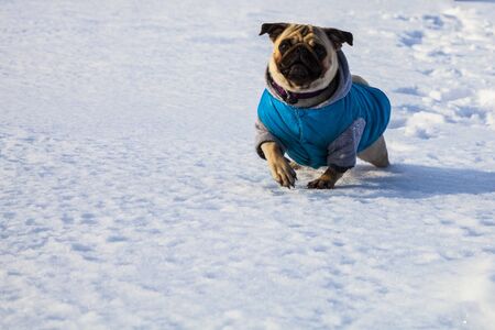 Dog is running on the snow in winter. Pug dressed in blue overalls. Bright frosty winter day in the countryside.の写真素材