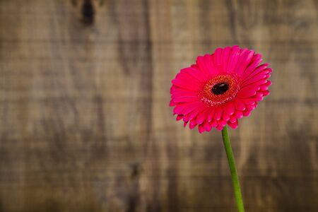 Pink gerbera on a brown wooden background. Beautiful flower for congratulations and a gift. Still life.の写真素材