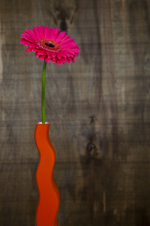 Pink gerbera in a vase on a brown wooden background. Beautiful flower for congratulations and a gift. Still life.の写真素材