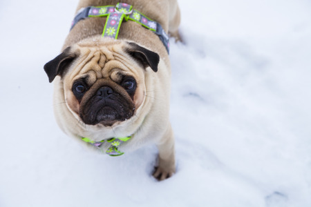Dog walks in the winter. Beautiful pug.  Bright frosty winter day in the countryside.の写真素材