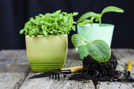Seedlings and garden tools on the tableの写真素材