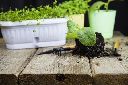 Seedlings and garden tools on the tableの写真素材