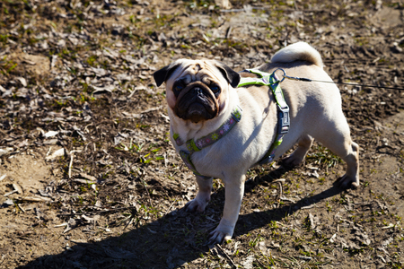 Pug for a walk on a spring day. Portrait of a dog outdoorsの写真素材