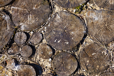 Wood texture, round cut. Wooden surface close-up, decorative background.の写真素材
