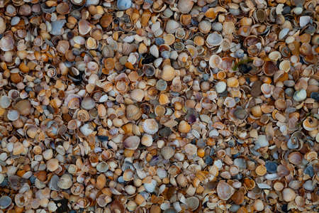 Many small shells close-up. Natural background.