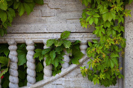 Plant on a background of a gray stone wall. Ivy on the fence close-up.