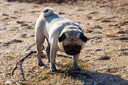 Pug walks along the sandy beach near the seaの写真素材