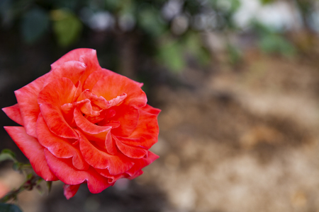 Beautiful red rose blooms in the garden on a summer dayの写真素材