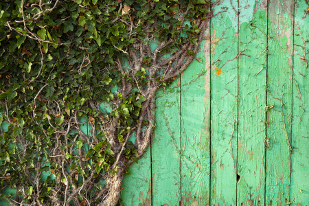 Ivy on a green wooden wall close-up.の写真素材