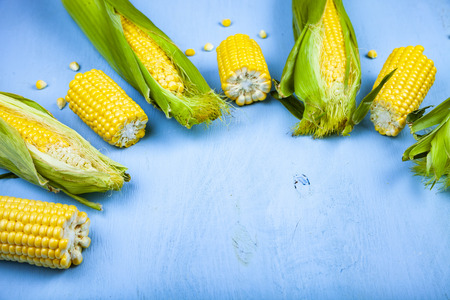 Ripe corn on a blue table. Place for your text.