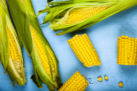 Ripe corn on a blue table close-up