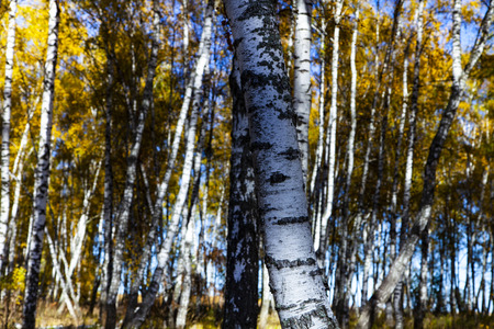 Beautiful autumn birch grove on a sunny day. Birch trees with yellow leaves in the forest.の写真素材