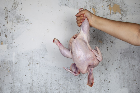 Raw chicken in female hand on gray wall background