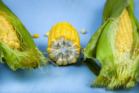 Ripe corn on a blue wooden table.の写真素材