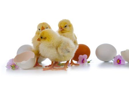 Yellow chickens,flowers  and eggs isolated on a white background. Easter fluffy chickens.の写真素材