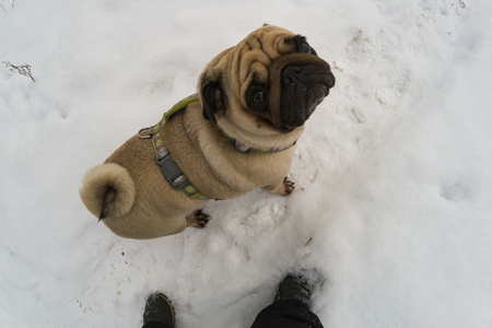 Dog walks in the winter. Pug stands at the feet of a man and looks up.の写真素材