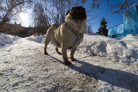 Dog walks in the winter. Pug stands on white snow.の写真素材