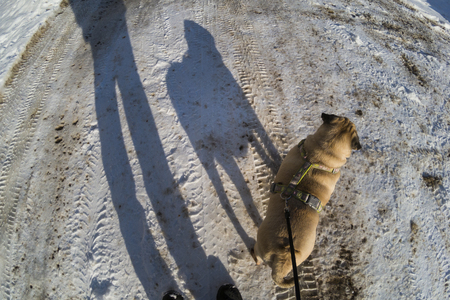 Man and a dog walk along the road on a sunny winter day. Long shadows on the snow.の写真素材