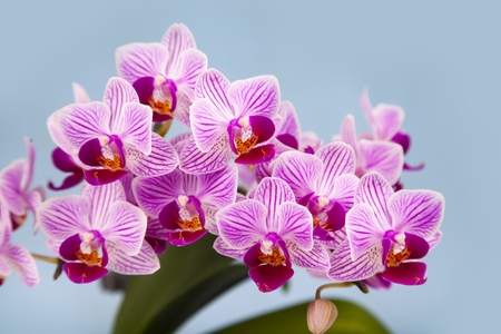 Beautiful pink orchid closeup. Flower on a blue background.の写真素材
