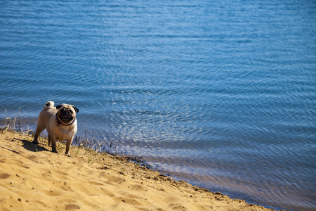 Dog pug is standing on the sand near the lake. Pug walks on a summer day outdoors.の写真素材