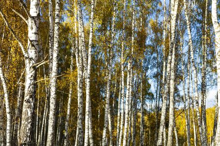 Autumn birch forest. Beautiful landscape.の写真素材