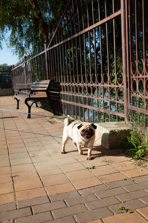 Pug walks along the embankment of the river on a summer day.の写真素材