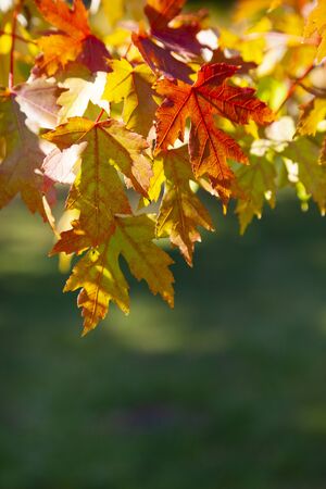 Multi-colored maple leaves. Autumn day. Park.の写真素材