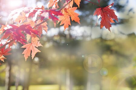 Multi-colored maple leaves. Autumn day. Park.