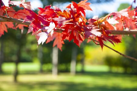 Red maple leaves. Autumn day. Park.の写真素材