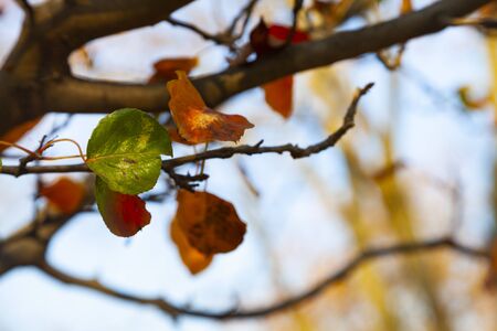 Beautiful autumn park. Bright autumn leaves close-up.