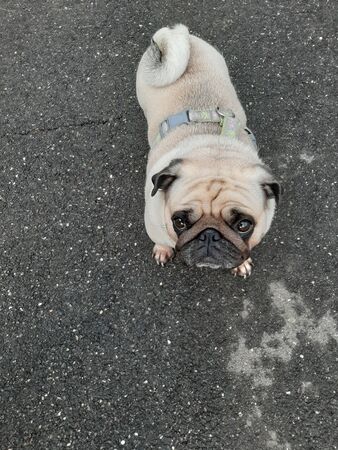Pug is standing on the wet asphalt. Autumn walk with a dog.の写真素材