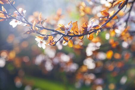 Flowering tree branch in spring. Beautiful landscape. Flowers close-up.の写真素材
