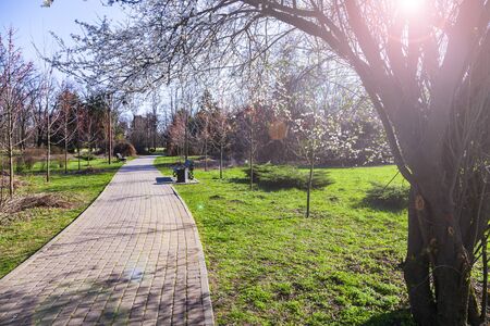 Spring landscape. Lawns, walkway and flowering tree in the park.の写真素材
