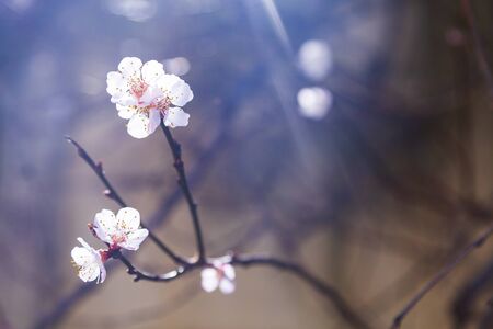 Flowering tree branch in spring. Beautiful landscape. Flowers close-up.の写真素材