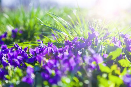 Lilac flowers in the grass in a spring park, closeup. Violets. Spring sunny day.の写真素材