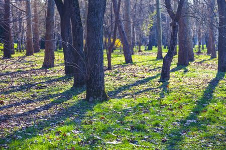 Spring park on a sunny day. Beautiful landscape.の写真素材