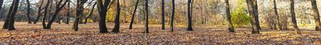 Beautiful autumn park. Panorama. Beautiful fall landscape.