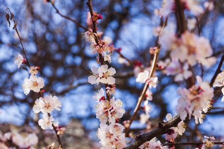 Blooming apricot in the spring.Beautiful landscape. Flowers close-up.の写真素材