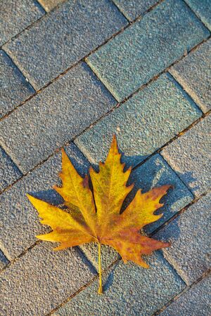 Beautiful autumn park. One maple leaf on a stone sidewalk. Autumn background.の写真素材