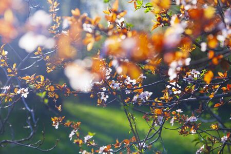 Flowering tree branch in spring. Beautiful landscape. Flowers close-up.の写真素材