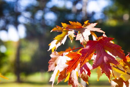 Bright maple leaves close-up. Beautiful autumn landscape on a sunny day.の写真素材